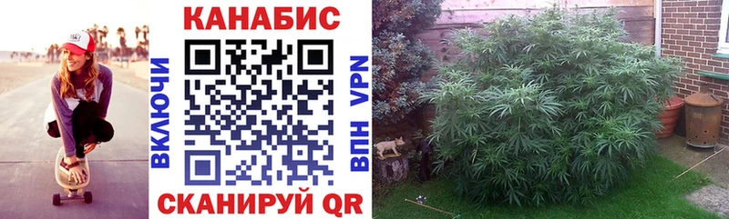 Каннабис индика Торопец